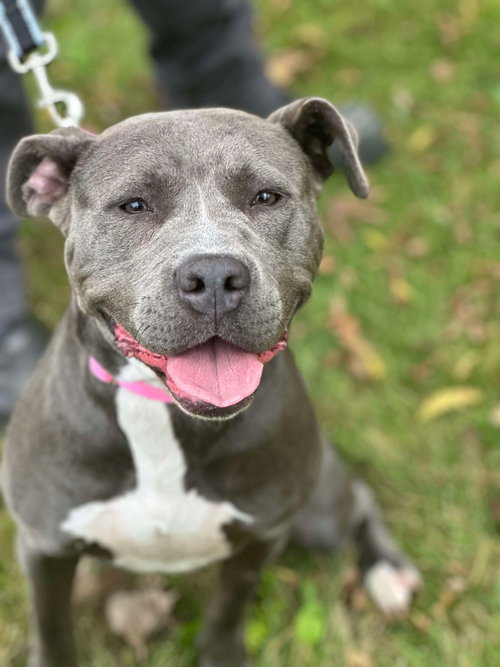 BELLA - American Pit Bull Terrier available for adoption