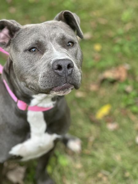 BELLA - American Pit Bull Terrier available for adoption