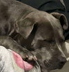Bella - Photo 4