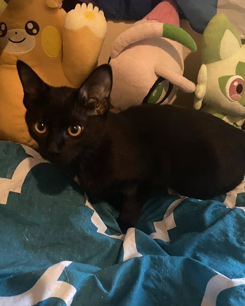 PAPAYA - Domestic Short Hair available for adoption