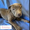 Emmy - Photo 3