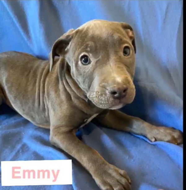 Emmy