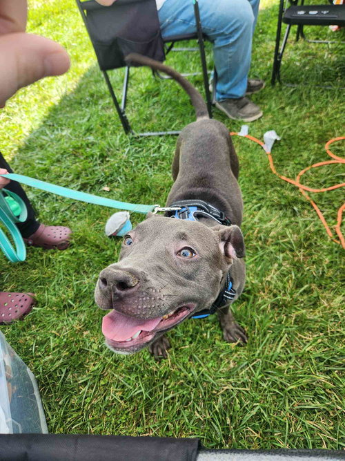 EMMY - American Pit Bull Terrier available for adoption