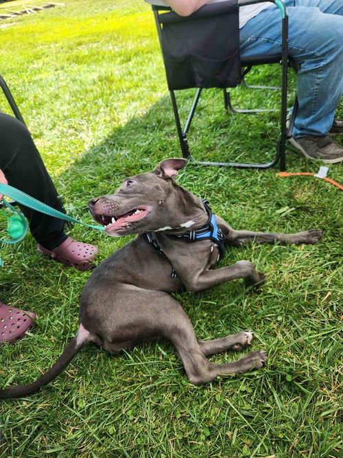 EMMY - American Pit Bull Terrier available for adoption