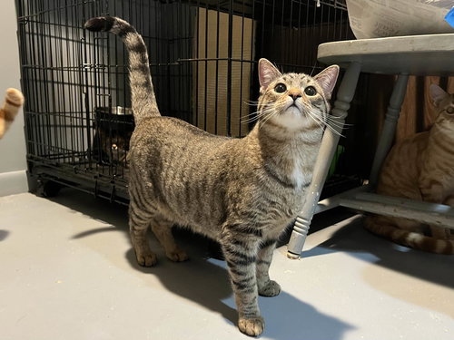 CRACKERS - Domestic Short Hair available for adoption