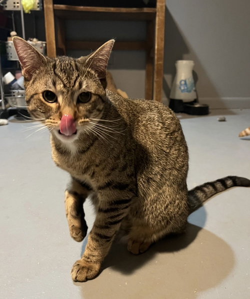 CRACKERS - Domestic Short Hair available for adoption
