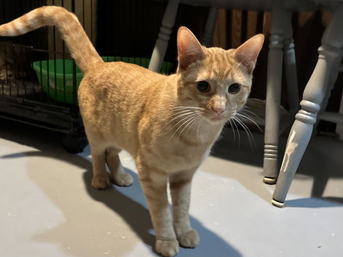 MUENSTER - Domestic Short Hair available for adoption