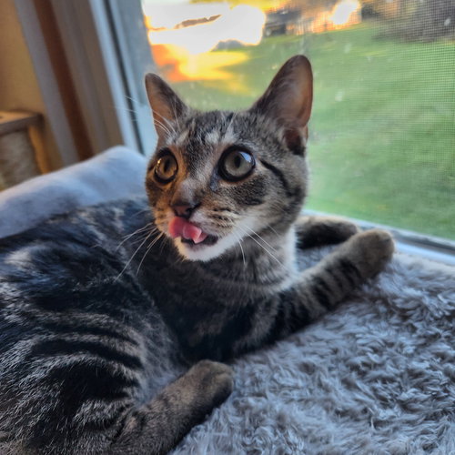 CHESTER - Domestic Short Hair available for adoption