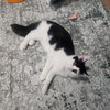 Dizzy - Photo 5