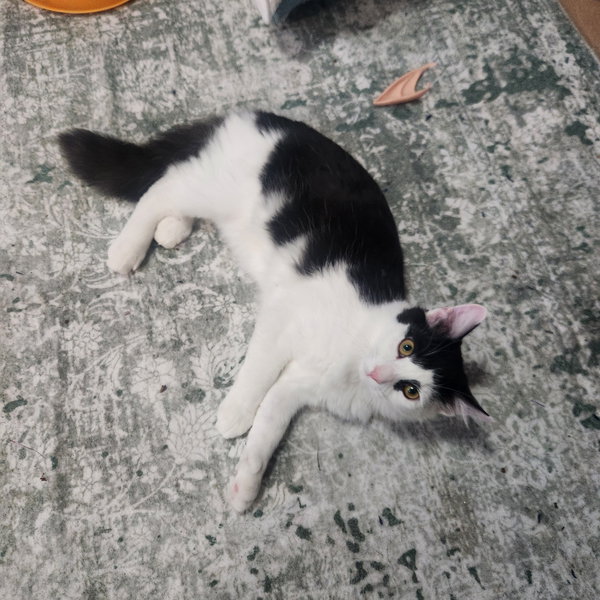 Dizzy