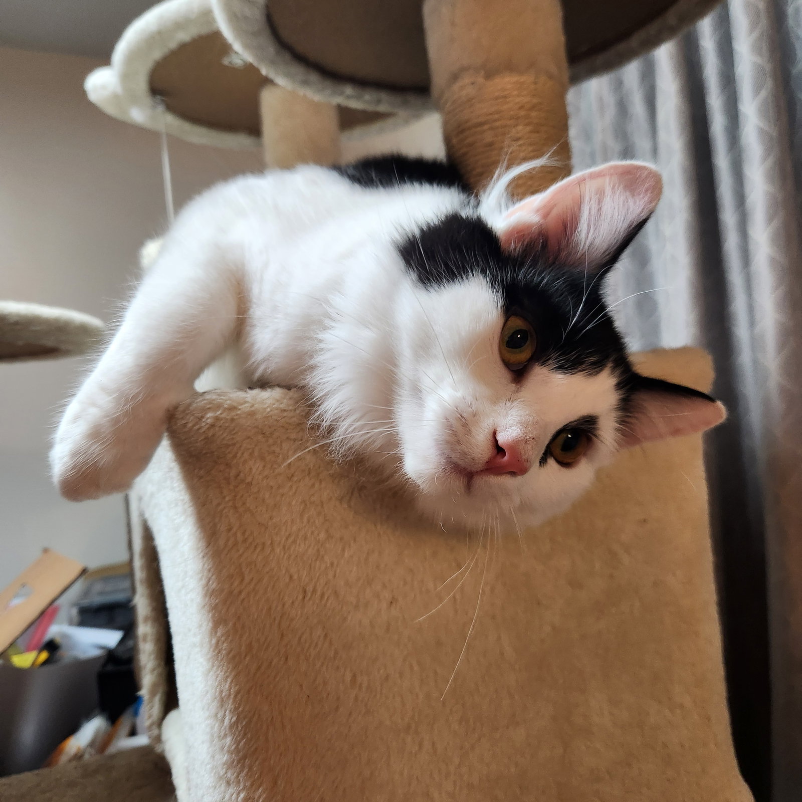 Dizzy