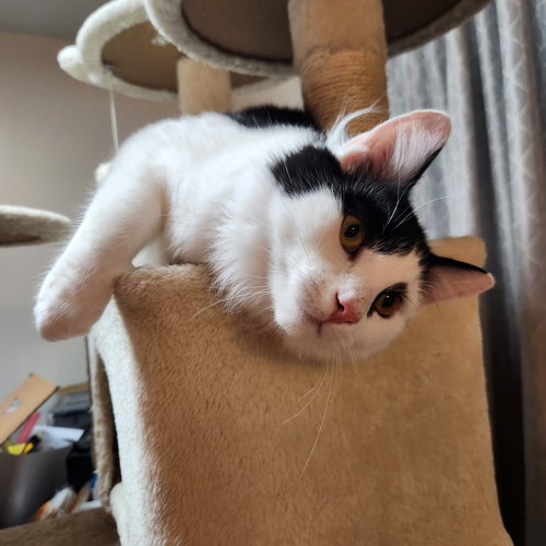 DIZZY - Domestic Short Hair available for adoption