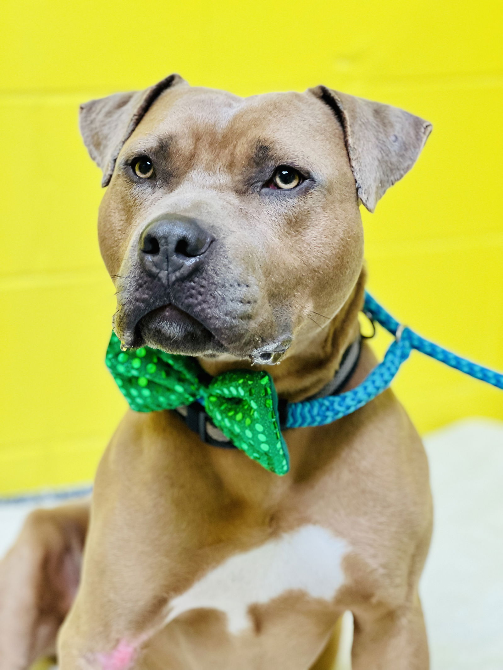 adoptable Dog in Jackson, NJ named Barkley