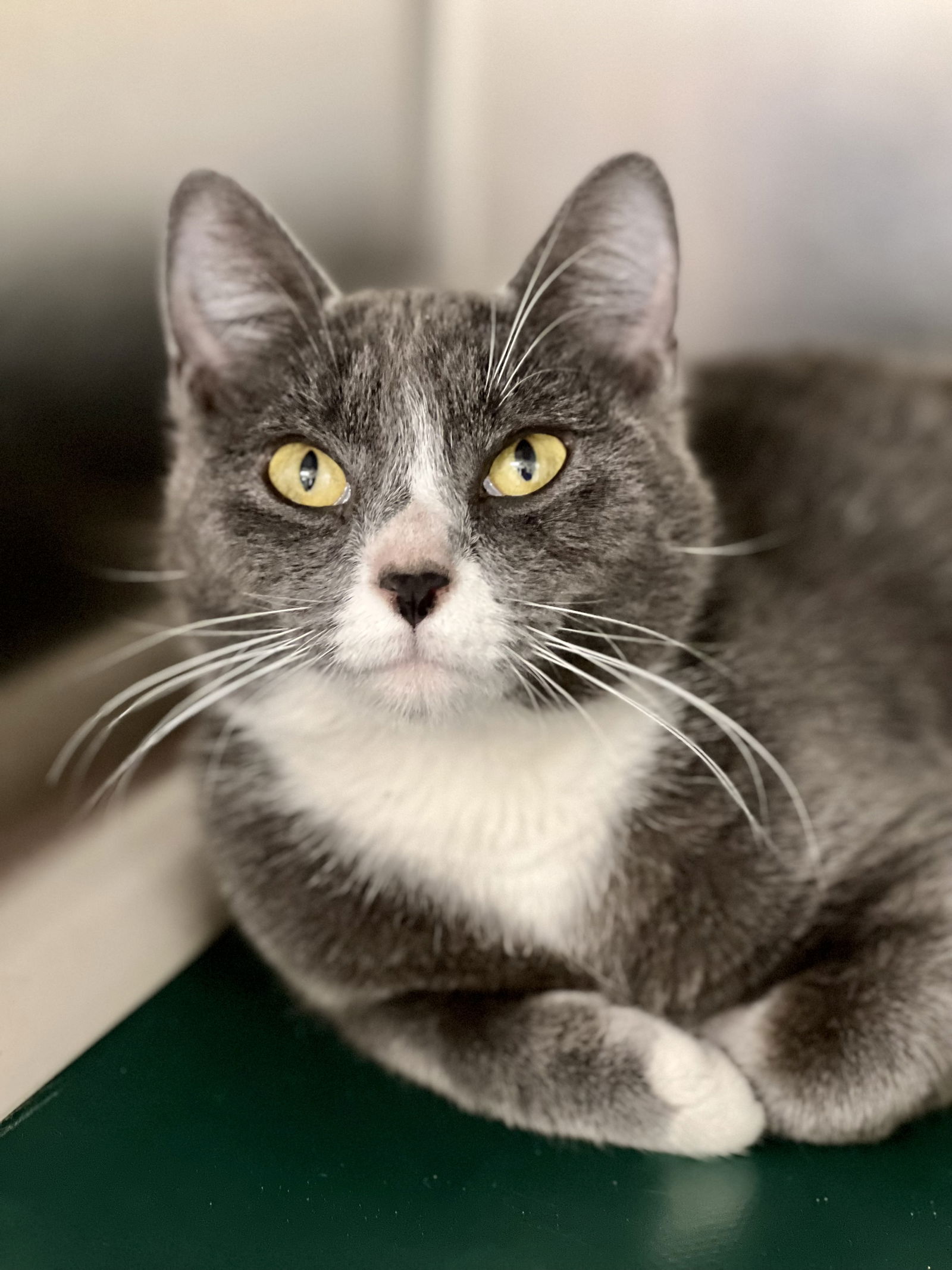 Cats for Adoption in Mariners Harbor, New York | Alpha Paw