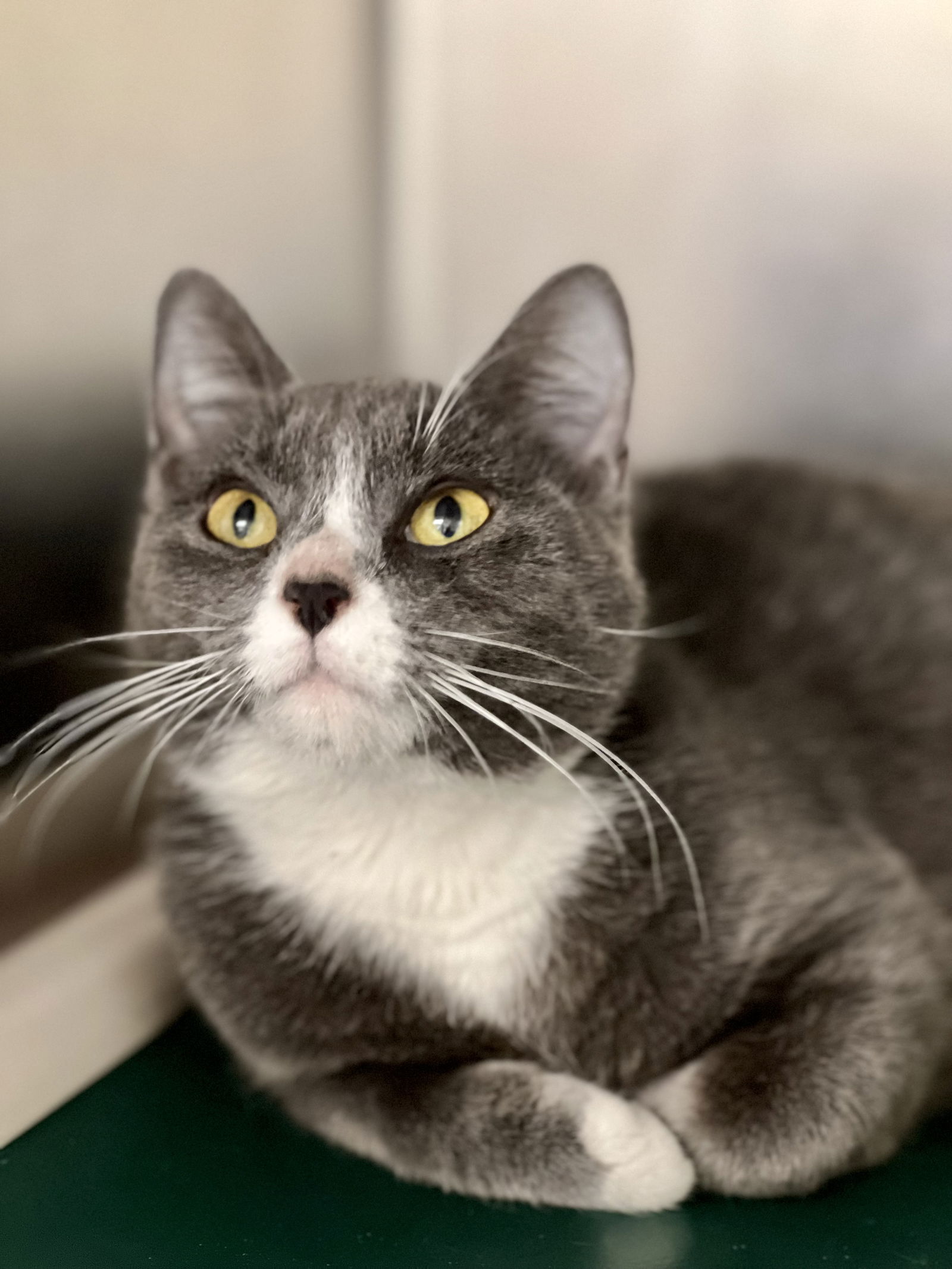 Cats for Adoption in Mariners Harbor, New York | Alpha Paw