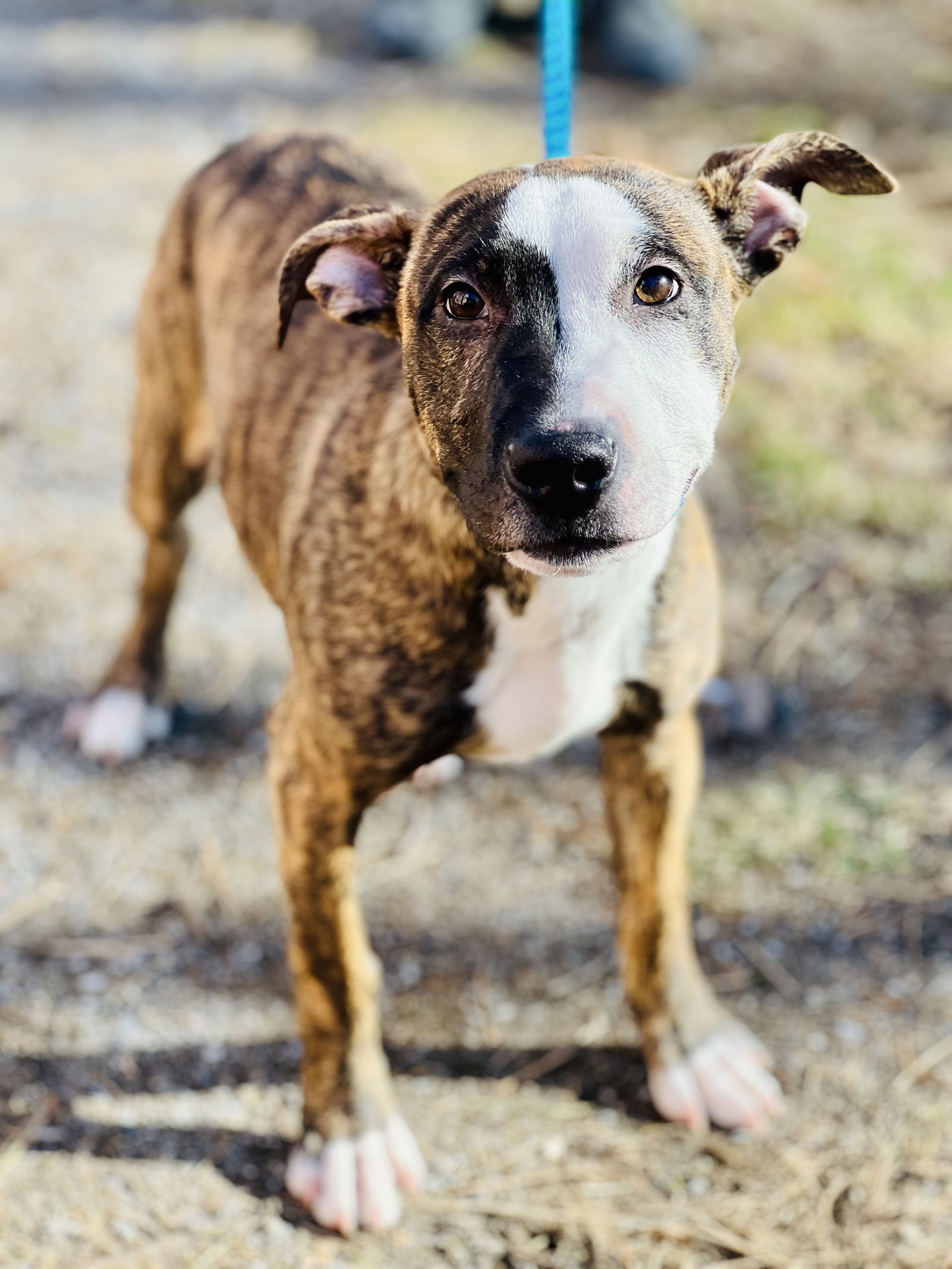 Dog for Adoption - Harley, a Bull Terrier in Lakewood, NJ | Alpha Paw