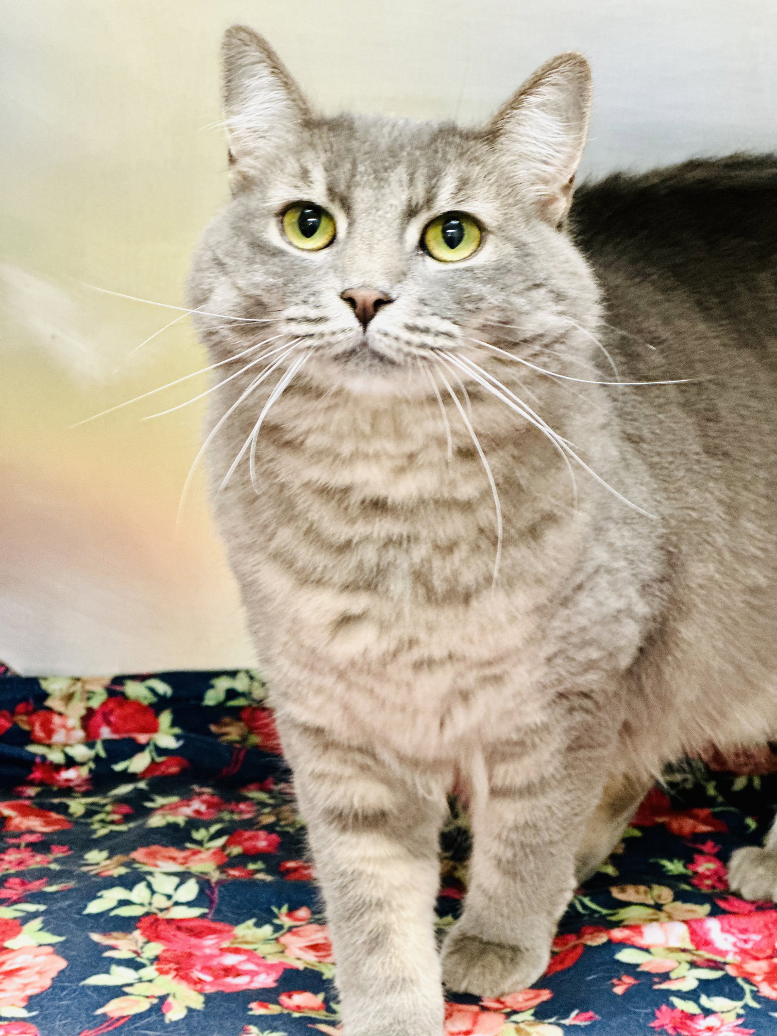 Cats for Adoption in Bergen Beach, New York Alpha Paw
