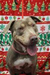 adoptable Dog in jackson, NJ named Lola