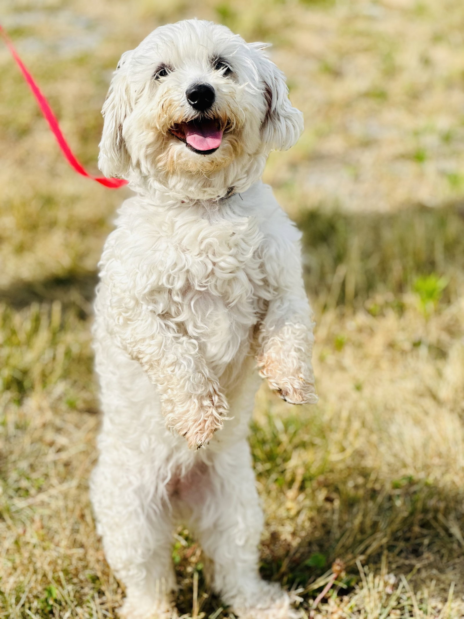 Dog for Adoption Duchess, a Maltese in Short Hills, NJ Alpha Paw
