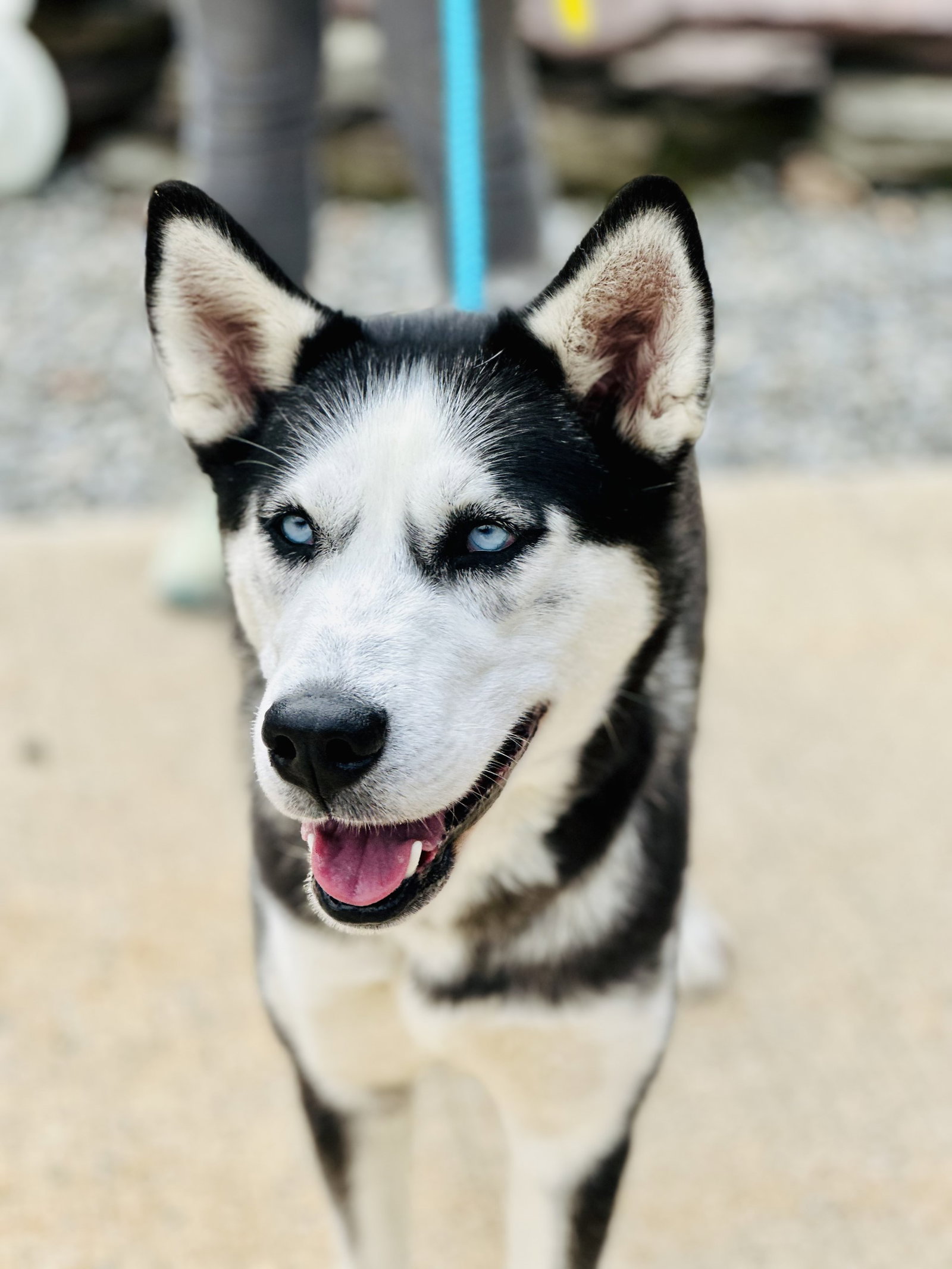 Dog for Adoption Mia, a Siberian Husky in Lindenwold, NJ Alpha Paw