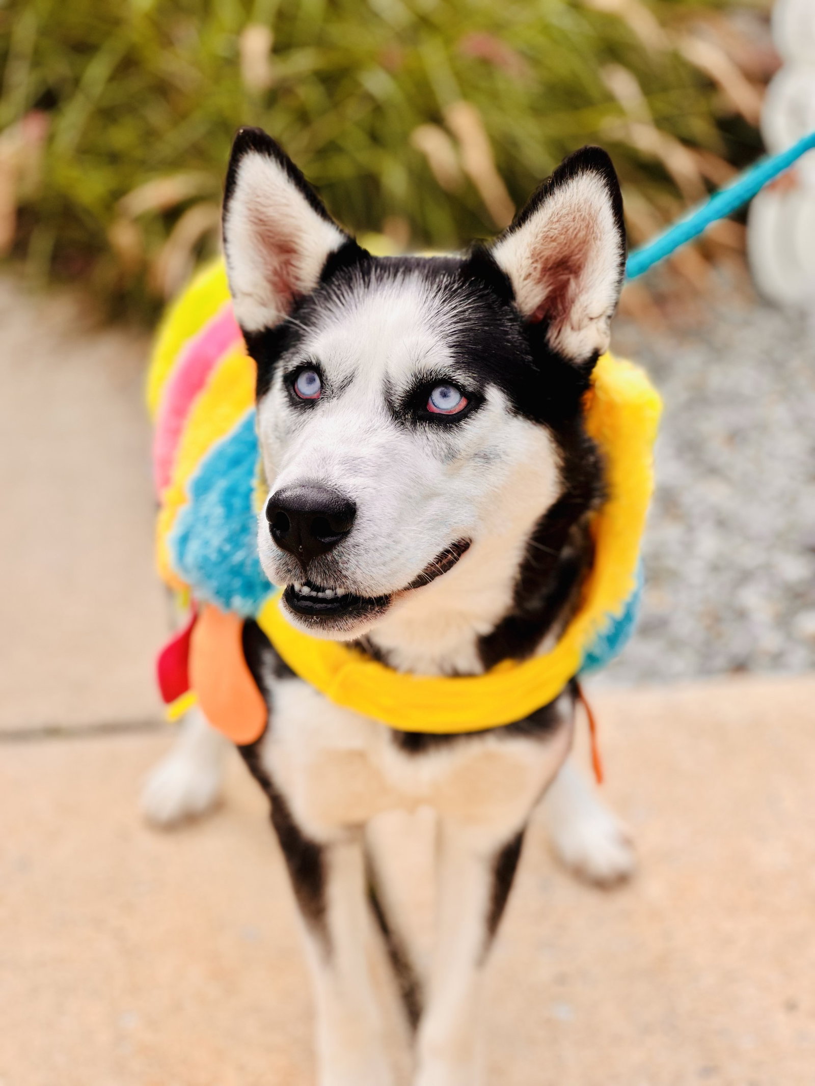 Dog for Adoption Mia, a Siberian Husky in Lindenwold, NJ Alpha Paw