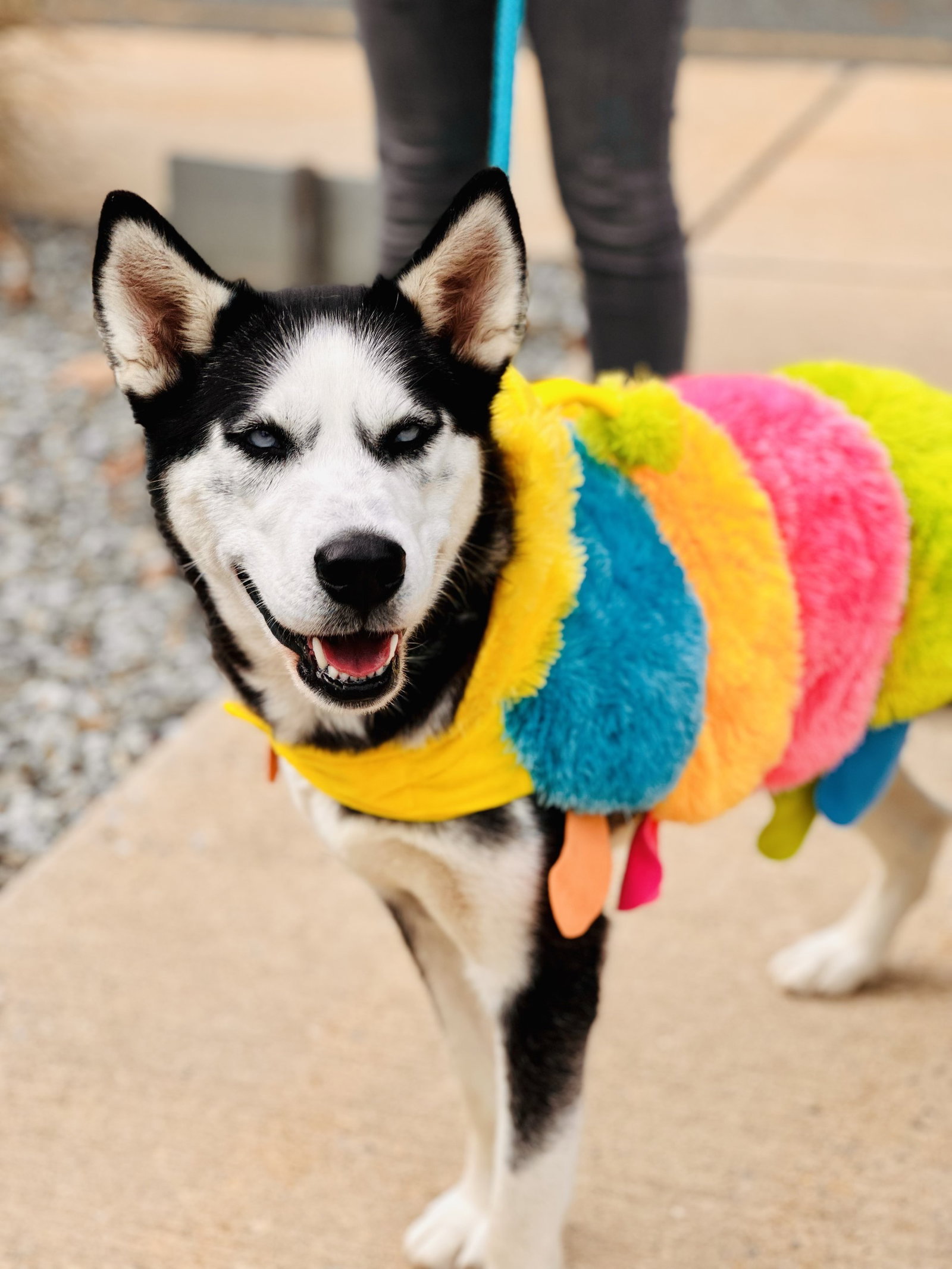 Dog for Adoption Mia, a Siberian Husky in Lindenwold, NJ Alpha Paw