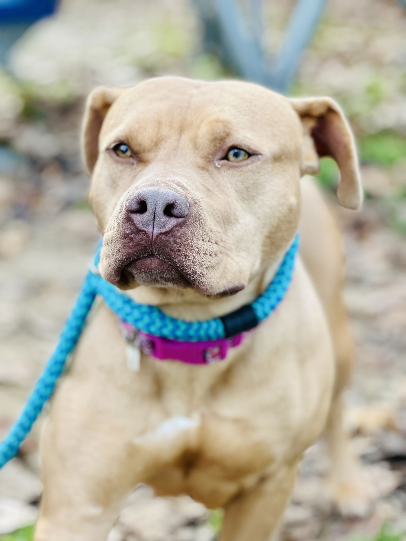 Dog for Adoption - Brandy, a Pit Bull Terrier in Queens, NY | Alpha Paw