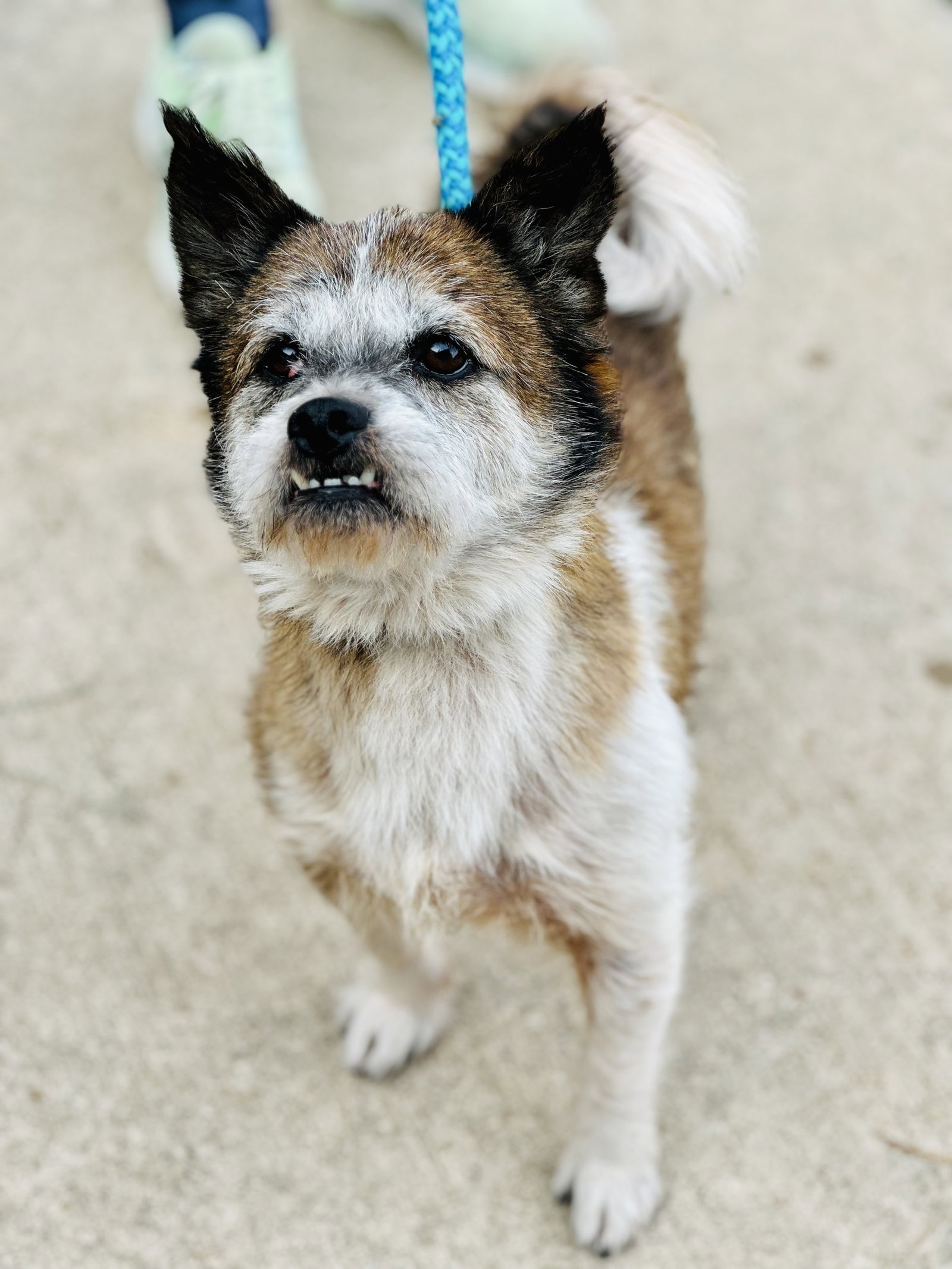 Dog for Adoption Max, a Jack Russell Terrier in Lindenwold, NJ