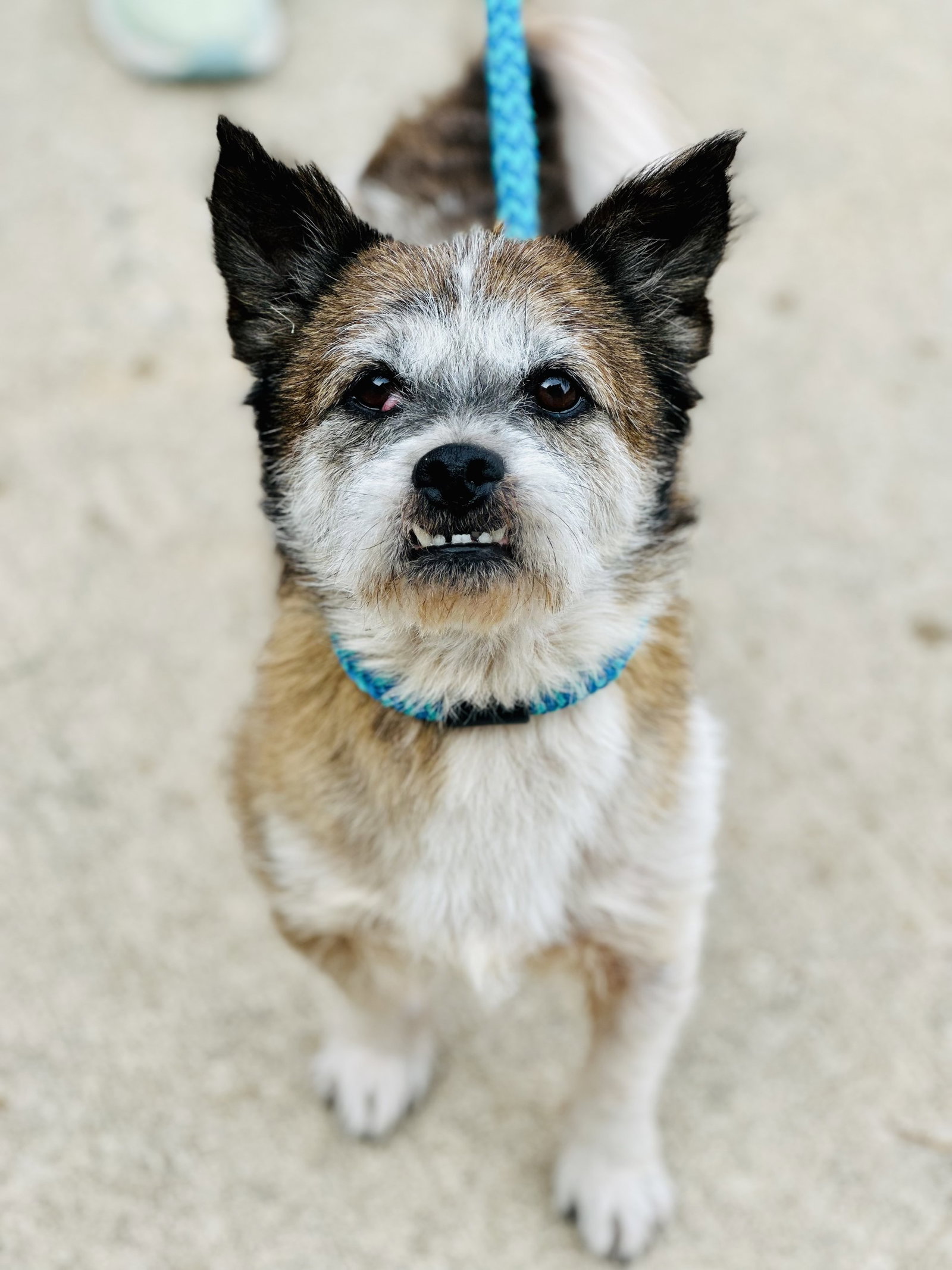 Dog for Adoption Max, a Jack Russell Terrier in Lindenwold, NJ