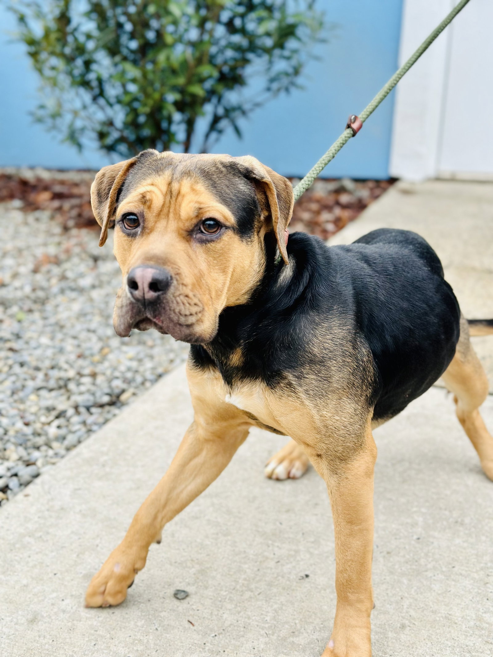 Dog for Adoption Max, a American Bulldog in Hunterdon County, NJ