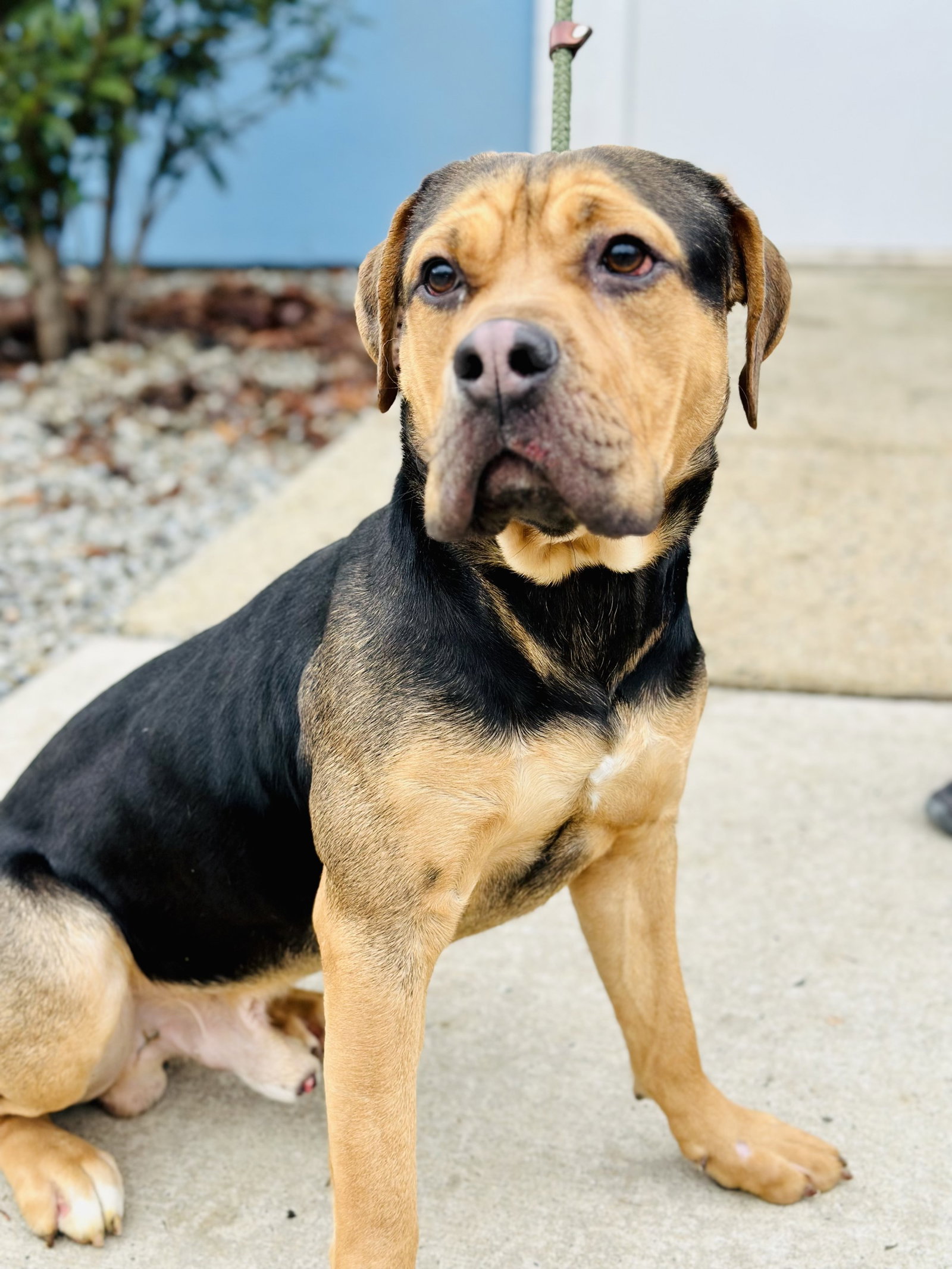 Dog for Adoption Max, a American Bulldog in Hunterdon County, NJ