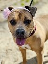 adoptable Dog in jackson, NJ named Bella