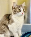 adoptable Cat in jackson, NJ named Pollyanna