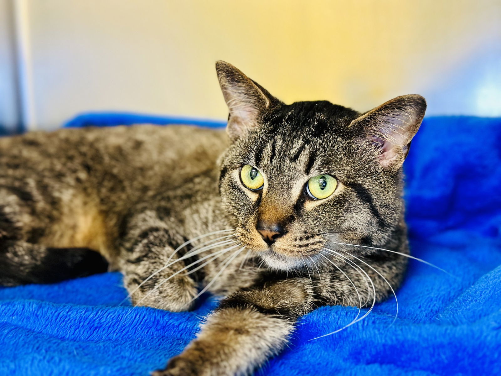 adoptable Cat in Jackson, NJ named Pepper