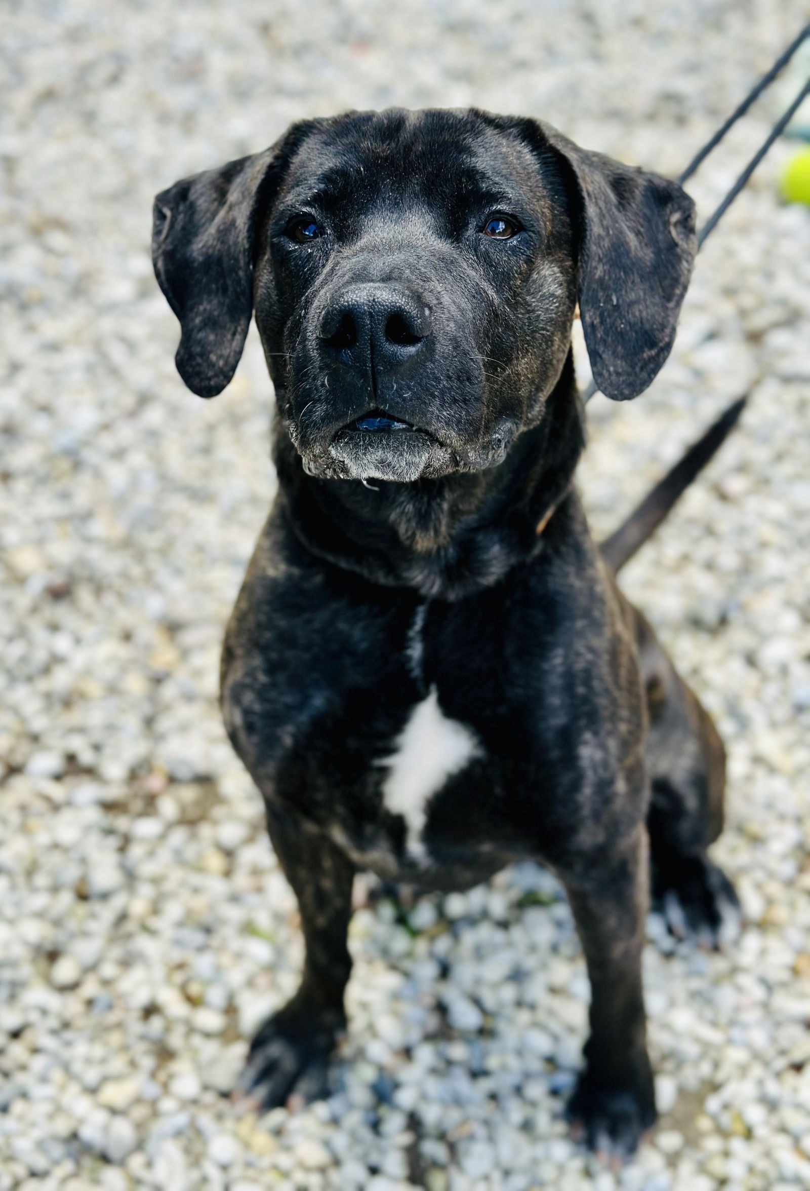 Dog for Adoption - Colt, a Labrador Retriever in Long Island City, NY ...