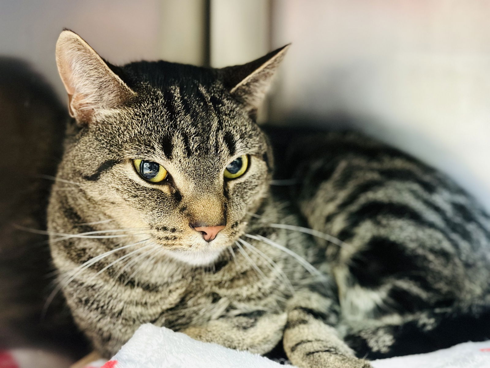 adoptable Cat in Jackson, NJ named Oscar