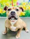adoptable Dog in  named Hazel