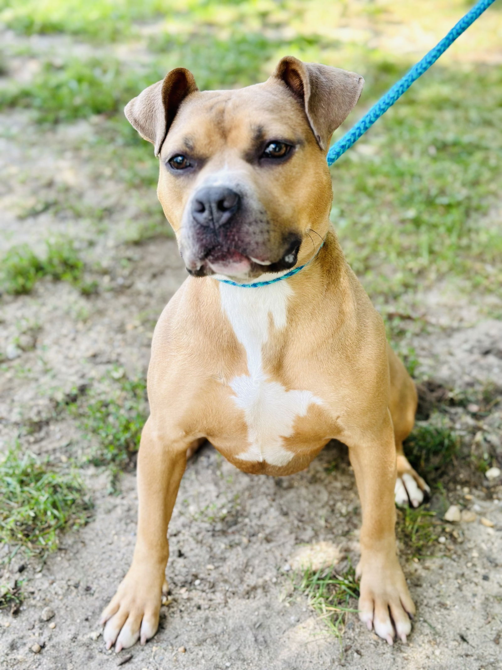 adoptable Dog in Jackson, NJ named Hazel