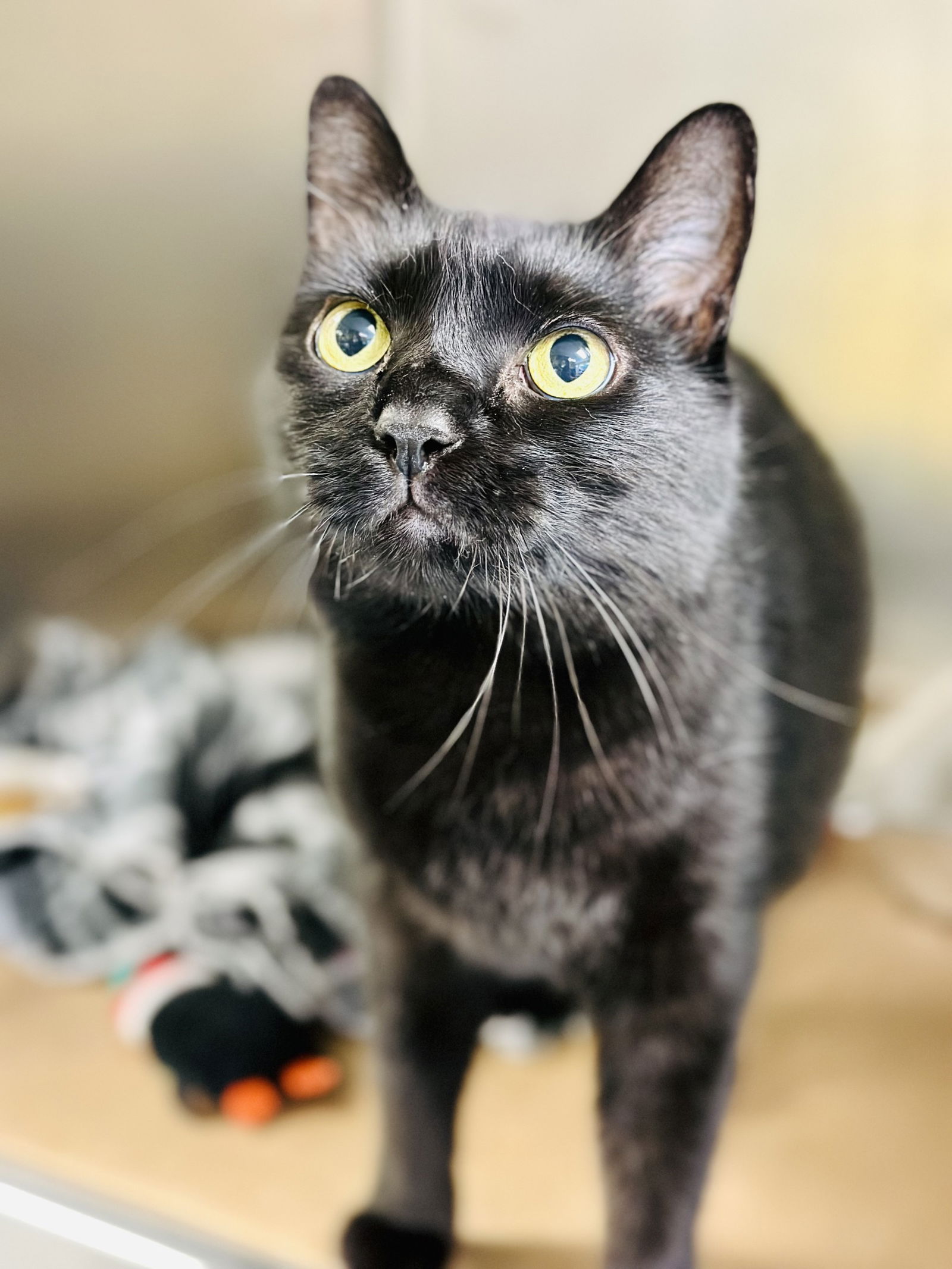 adoptable Cat in Jackson, NJ named Onyx