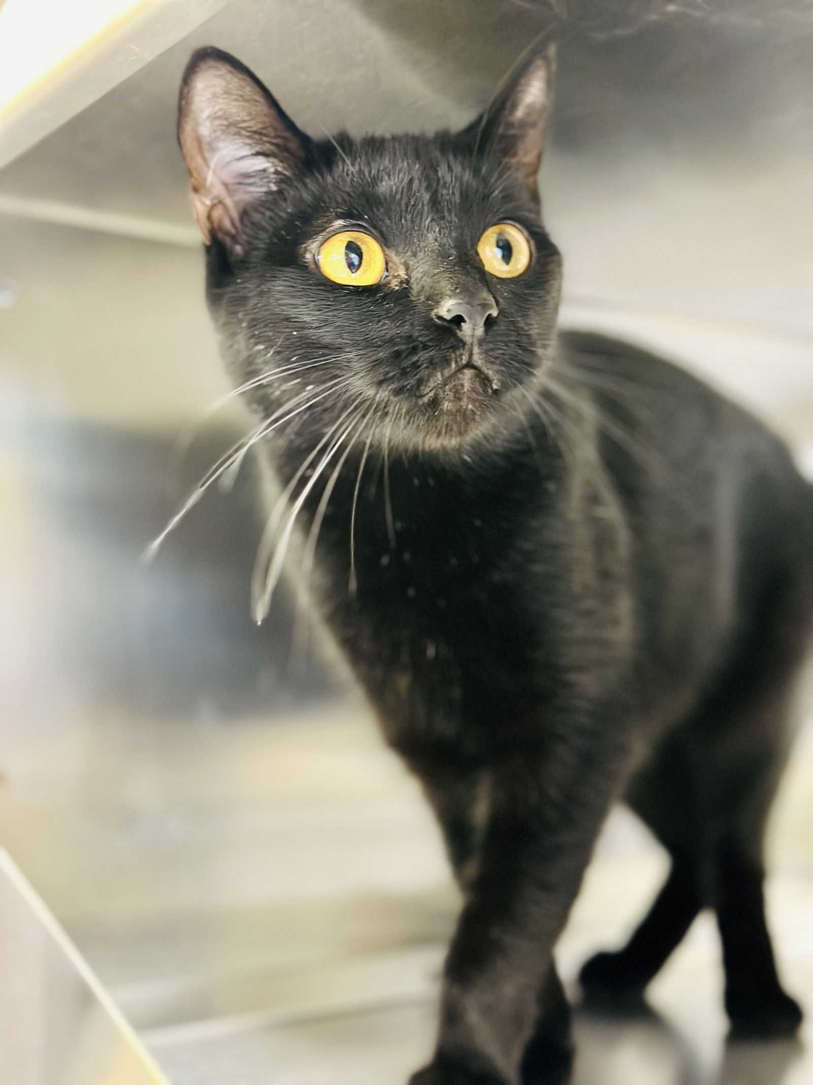 adoptable Cat in Jackson, NJ named Beta