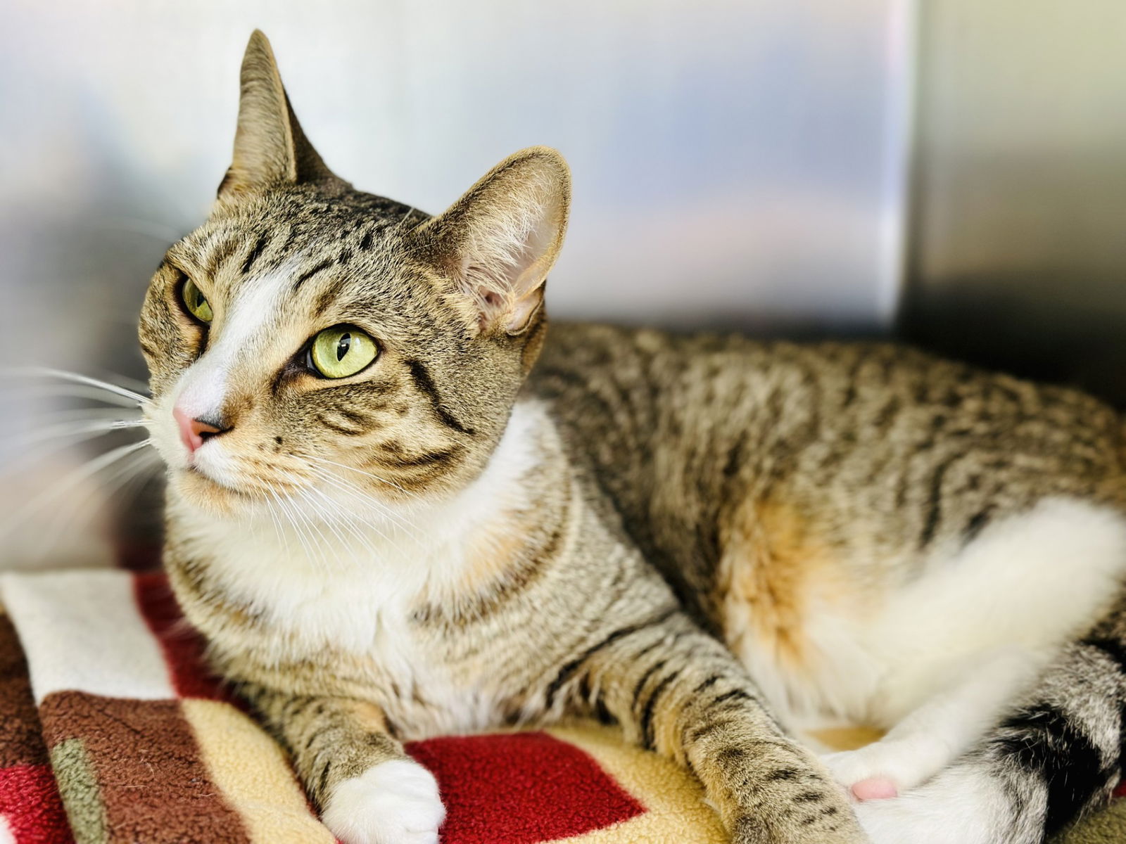 adoptable Cat in Jackson, NJ named Leo