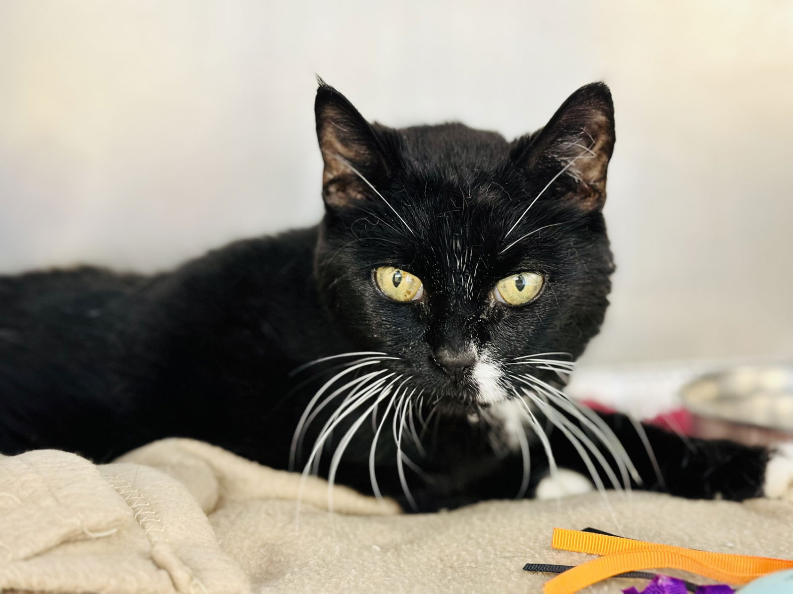 adoptable Cat in Jackson, NJ named Bubbles