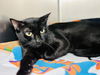 adoptable Cat in , NJ named Momba