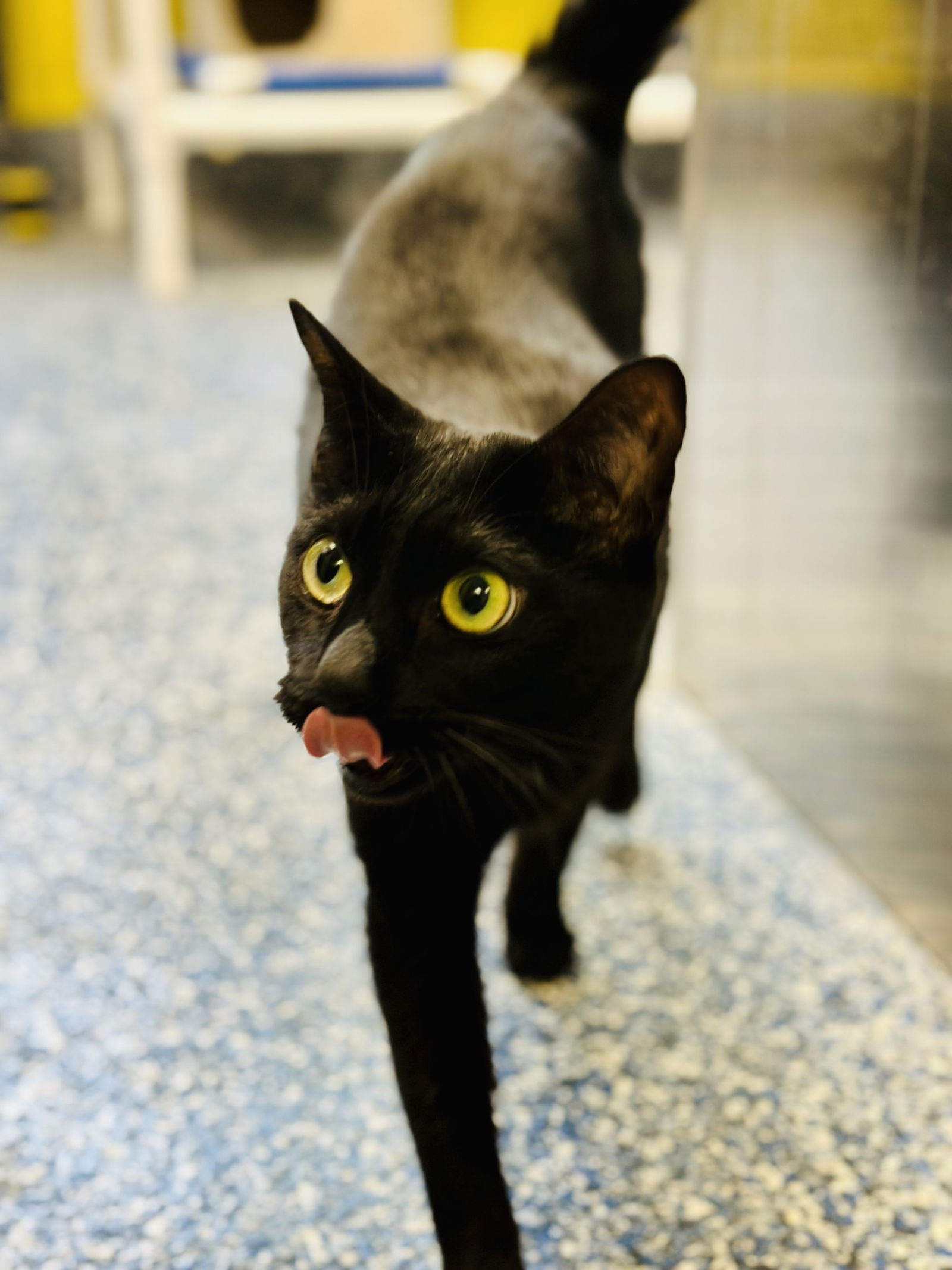 adoptable Cat in Jackson, NJ named Beau