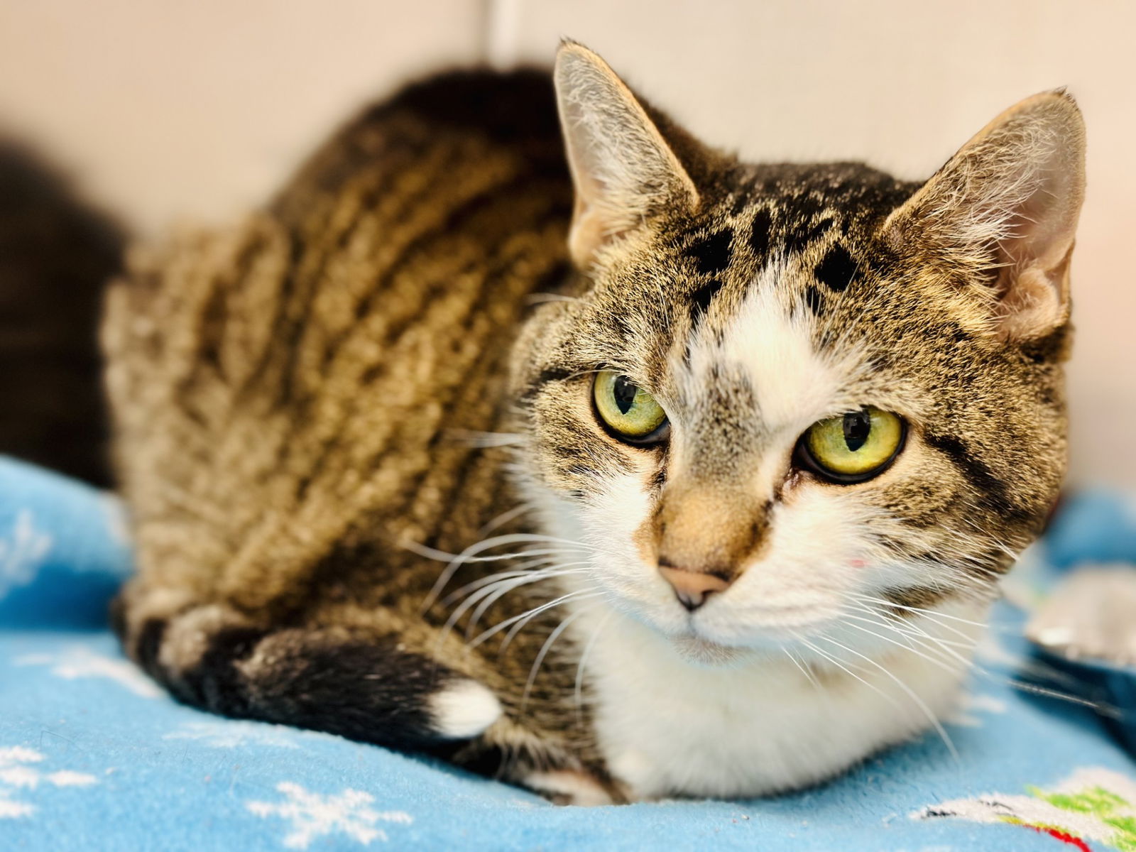 adoptable Cat in Jackson, NJ named Forest