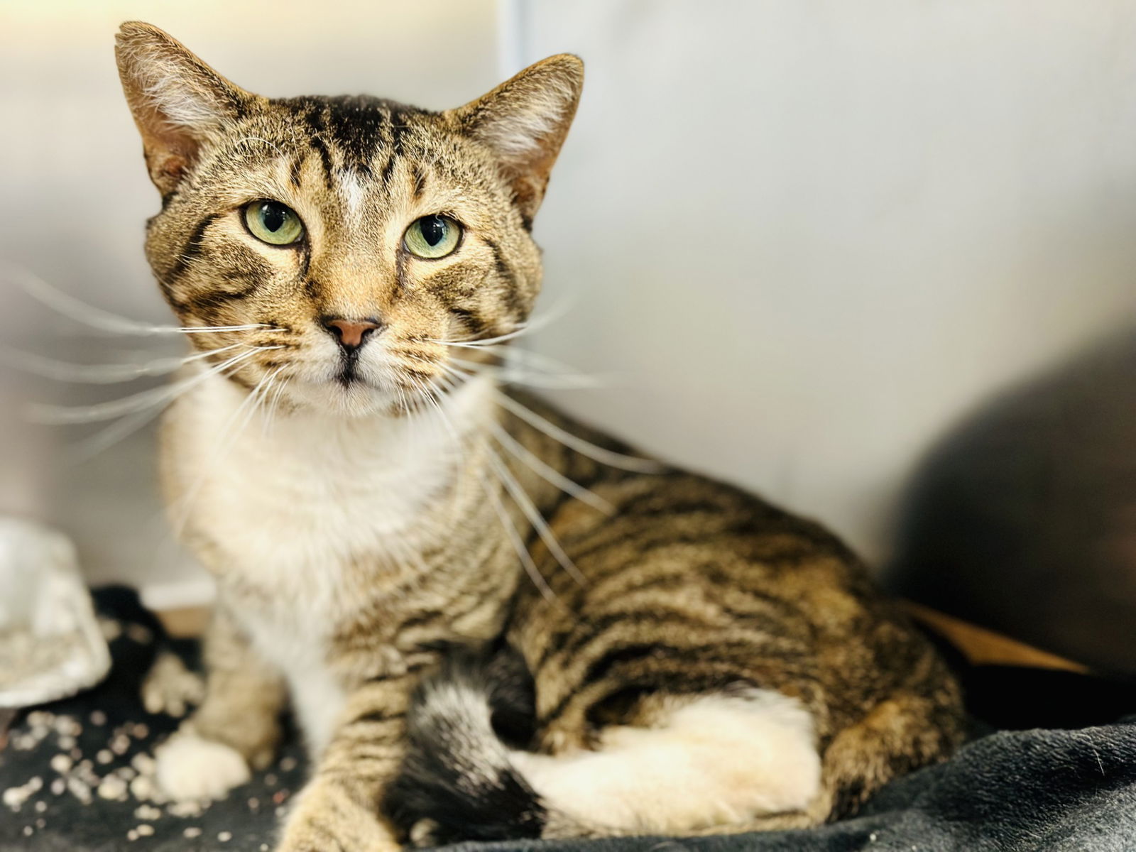 adoptable Cat in Jackson, NJ named Fleety