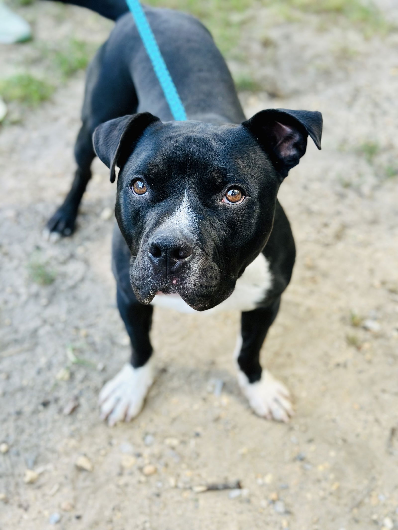 adoptable Dog in Jackson, NJ named Rza