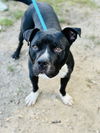 adoptable Dog in Jackson, NJ named Rza