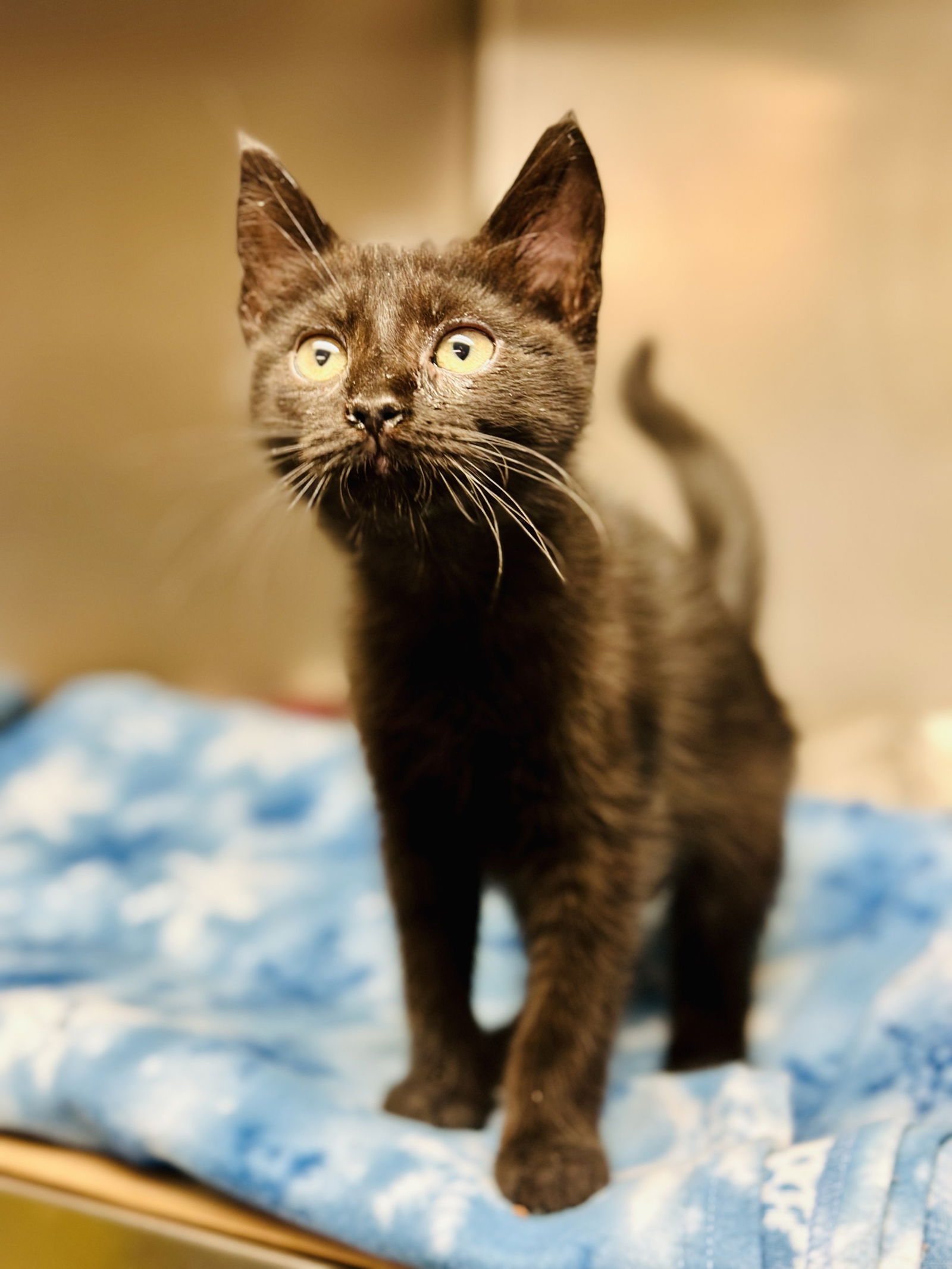 adoptable Cat in Jackson, NJ named Heidi