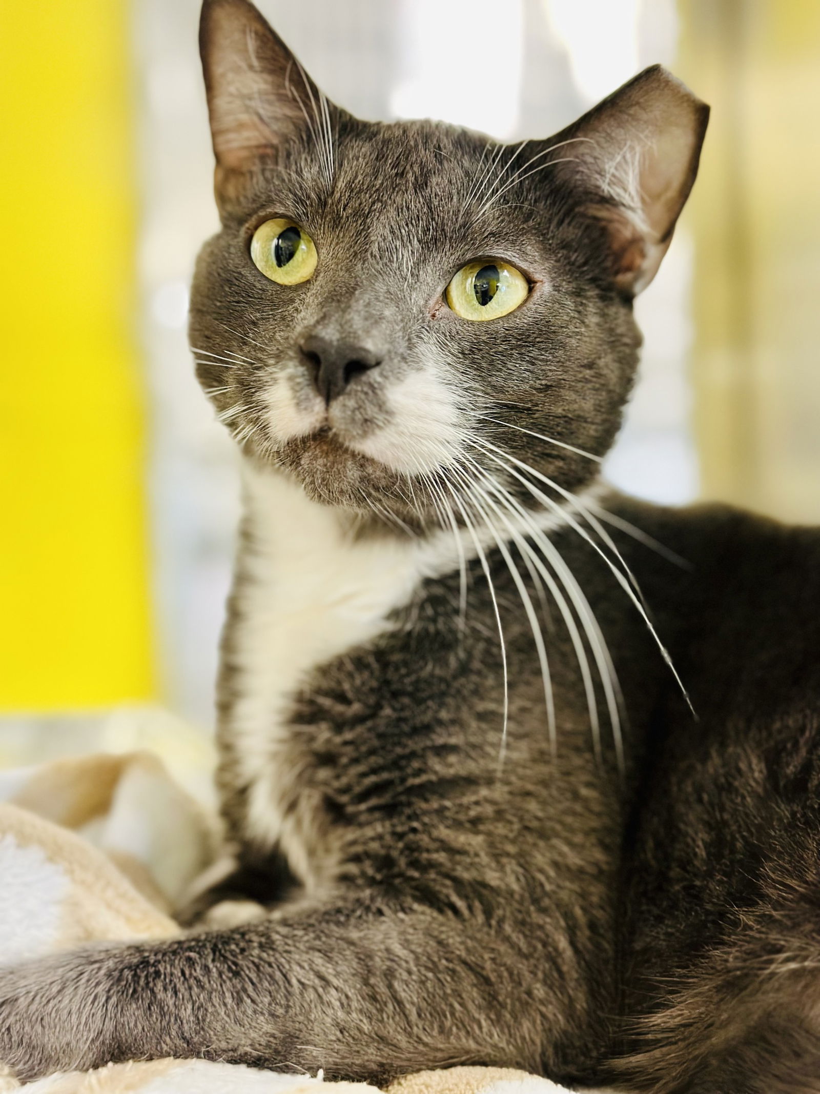 adoptable Cat in Jackson, NJ named KC